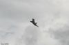 Filename=Airpower_2009_423.jpg
Filesize=100KB
Dimensions=720x480
Date added=Jul 01, 2009 Airpower_2009_423.jpg