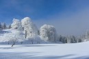 Ebenwald-Winter-2013-130.jpg
