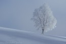 Ebenwald-Winter-2013-36.jpg