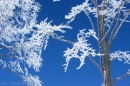 Ebenwald-Winter-2013-41.jpg