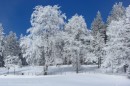 Ebenwald-Winter-2013-44.jpg