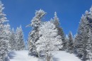 Ebenwald-Winter-2013-49.jpg