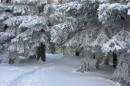 Ebenwald-Winter-2013-68.jpg