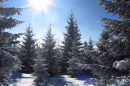 Ebenwald-Winter-2013-71.jpg