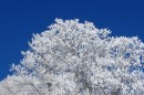 Ebenwald-Winter-2013-99.jpg