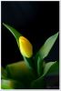 Filename=Tulpen_2008_021.jpg
Filesize=148KB
Dimensions=445x660
Date added=Apr 01, 2008 Tulpen_2008_021.jpg