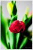 Filename=Tulpen_2008_002.jpg
Filesize=201KB
Dimensions=445x660
Date added=Apr 01, 2008 Tulpen_2008_002.jpg