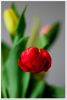Filename=Tulpen_2008_003.jpg
Filesize=185KB
Dimensions=445x660
Date added=Apr 01, 2008 Tulpen_2008_003.jpg