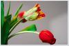 Filename=Tulpen_2008_005.jpg
Filesize=209KB
Dimensions=660x445
Date added=Apr 01, 2008 Tulpen_2008_005.jpg