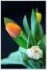 Filename=Tulpen_2008_008.jpg
Filesize=195KB
Dimensions=445x660
Date added=Apr 01, 2008 Tulpen_2008_008.jpg